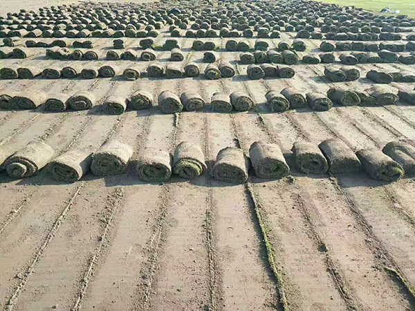 草坪发货现场