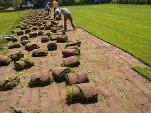 草坪运输打包